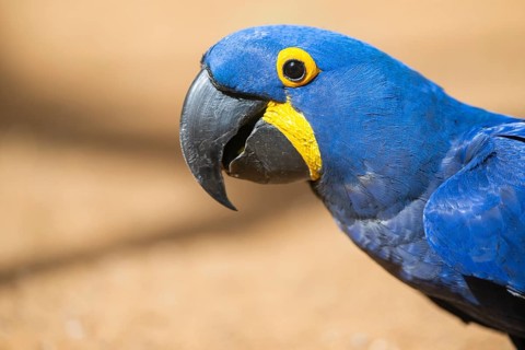 Hyacinth macaw (Anodorhynchus hyacinthinus), Portrait, captive, Germany, Europe