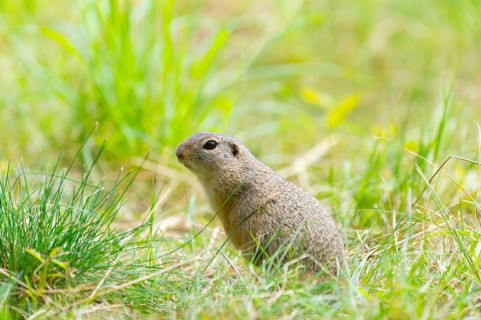 European ground squirrel (Spermophilus citellus) on a meadwo, Bavaria, Germany, Europe