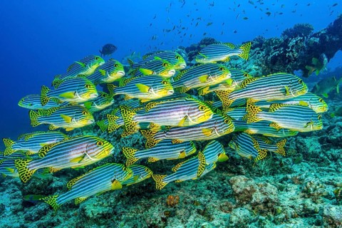 Shoal of Oriental sweetlips (Plectorhinchus vittatus) standing in floats over coral reef, Indian