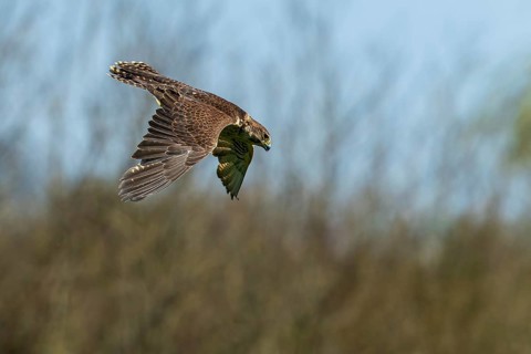 A bird of prey in flight against a blurred background with trees and blue sky, Saker falcon, (Falco