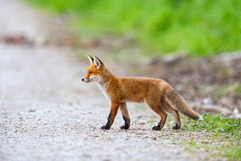 Fox (Vulpes vulpes) puppy Germany