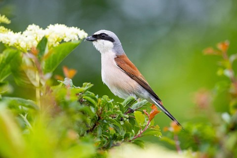 Red-backed shrike (Lanius collurio) ml Germany