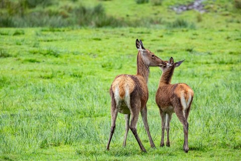 Red deer (Cervus elaphus) cow with calf captive Germany