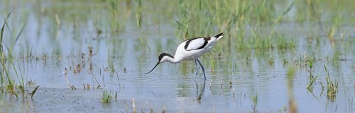 Avocet (Recurvirostra avosetta), adult wader feeding in the shallow water of the lake shore zone,