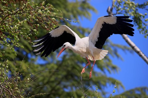 White stork, (Ciconia ciconia), White stork landing in a tree, Baden-Württemberg, Germany, Europe
