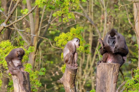 Three Drills (Mandrillus leucophaeus), a male and two females, sit high up on the three stumps of a