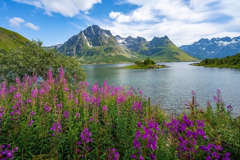 Pink flowers, blooming balsam at the fjord Austnesfjorden, idyllic mountains and fjord landscape,