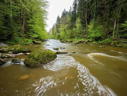 European beech trees shedding leaves, in the foreground moss-covered stones on the river Sihl,