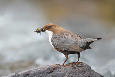 White-throated Dipper (Cinclus cinclus) on a stone on the bank of a river, with caddis fly larvae
