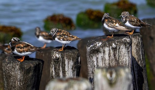 Ruddy turnstones (Arenaria interpres) in breeding plumage resting on wooden breakwater used as high
