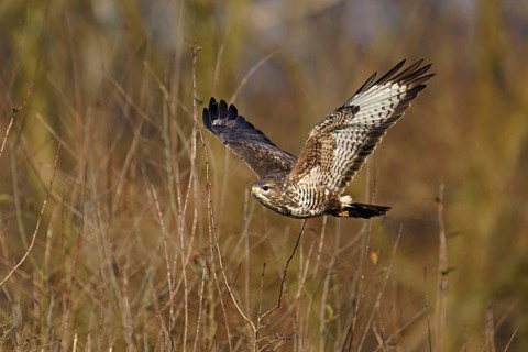 Common buzzard (Buteo buteo), in flight, Switzerland, Europe
