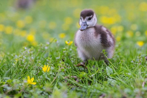 Chicks of the Nile Goose (Alopochen aegyptiaca) freshly hatched, park in spring with spring flowers