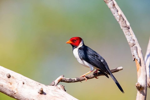 The red-capped cardinal (Paroaria gularis) Pantanal Brazil
