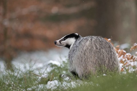 Badger in the snow, Wittlich, Rhineland-Palatinate, Germany, Europe