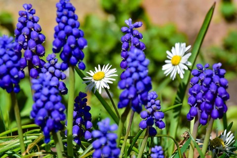 Grape hyacinths (Muscari) and daisies (Bellis perennis) in a garden near Augsburg, Bavaria,