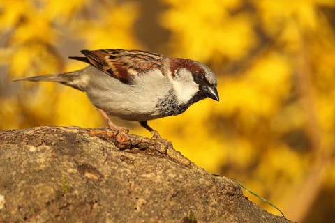 House Sparrow (Passer domesticus) male, Allgäu, Bavaria, Germany, Allgäu, Bavaria, Germany, Europe