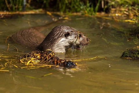 An otter swimming in the water with plants in the background, European otter (Lutra lutra),