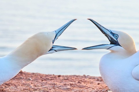 Northern gannet (Morus bassanus) arguing with each other on the ground at sunset with the sea in