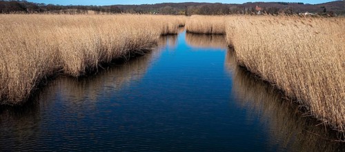 Landscape at Lake Neuensien on the island of Rügen, Mecklenburg-Western Pomerania, Germany, Europe