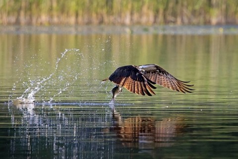 Western osprey (Pandion haliaetus) catching fish in its talons from water surface of lake in summer
