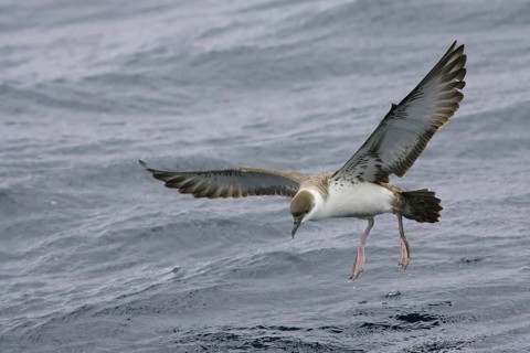 Great Shearwater (Ardenna gravis), South Australia, Australia, Oceania
