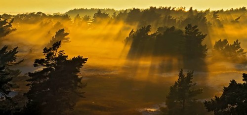 Pine forest and sand dunes covered in morning mist at Darsser Ort, Mecklenburg-Western Pomerania,