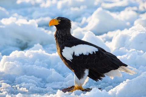Steller's Sea Eagle (Haliaeetus pelagicus) on snow, Hokkaido, Japan, Asia