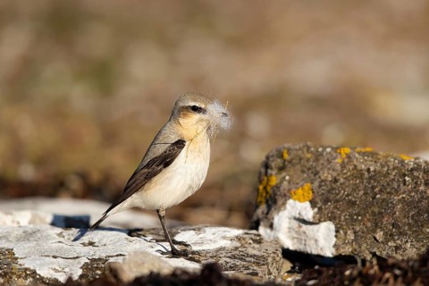 Northern Wheatear (Oenanthe oenanthe) female with nesting material in its beak, Smaland, Sweden,