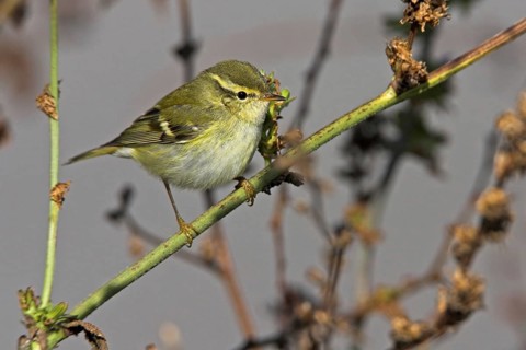 Yellow-browed Warbler (Phylloscopus inornatus), Schleswig-Holstein, Germany, Europe
