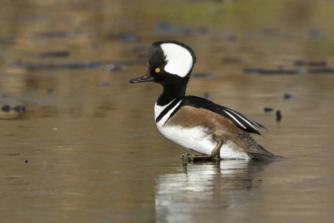 Hooded Merganser (Lophodytes cucullatus) male, British Columbia, Canada, North America