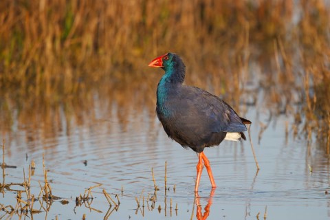 Western Swamphen (Porphyrio porphyrio) foraging, Spain, Europe