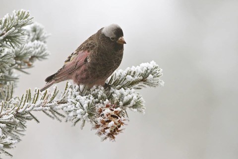 Black Rosy Finch (Leucosticte atrata), New Mexico, USA, North America