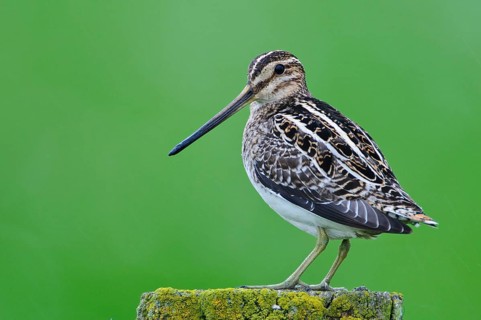Common Snipe (Gallinago gallinago), Lower Saxony, Germany, Europe