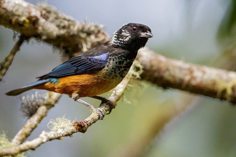 Spangled-cheeked Tanager (Tangara dowii) perched on a branch in Costa Rica