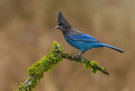 Steller's Jay (Cyanocitta stelleri), British Columbia, Canada, North America