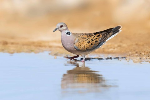 European Turtle Dove (Streptopelia turtur), Negev, Israel, Asia