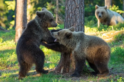 Eurasian Brown Bear (Ursus arctos) two cubs play fighting in forest, Finland, Europe