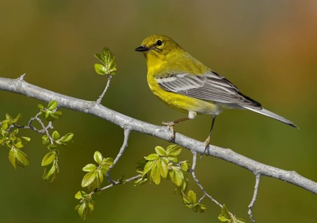 Pine Warbler (Setophaga pinus), Texas, USA, North America
