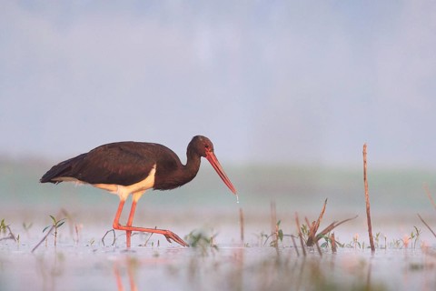 Black Stork (Ciconia nigra) foraging, Tiszaalpár, Hungary, Europe