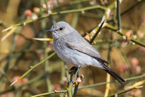 Blackstart (Oenanthe melanura) perched on a twig, Eilat, Israel, Asia