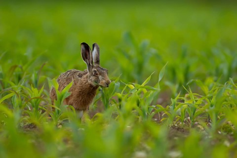 European brown hare (Lepus europaeus) adult animal feeding in a farmland maize crop, Norfolk,