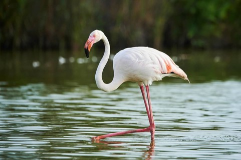 Greater Flamingo (Phoenicopterus roseus) walking in the water, Parc Naturel Regional de Camargue,