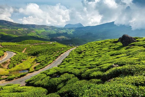 Kerala India travel background, road in green tea plantations in mountains in Munnar, Kerala,