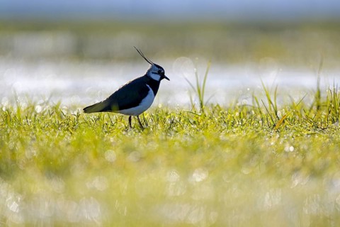 Northern lapwing (Vanellus vanellus), in a wet meadow, backlit, Dümmer, Lower Saxony, Germany,