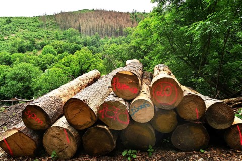 Forest damage in the Sauerland region has caused about 40 % of the spruce stand, especially in