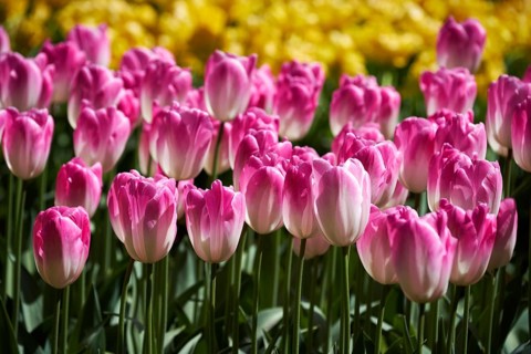 Blooming tulips flowerbed in Keukenhof flower garden, also known as the Garden of Europe, one of