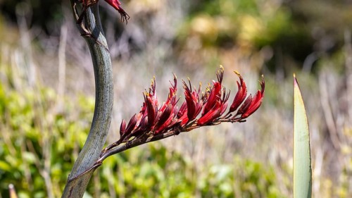 Flax (Phormium tenax), Ship Creek, New Zealand, Oceania