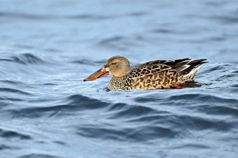 Northern shoveler (Spatula clypeata) (Syn.: Anas clypeata), female swimming on Lake Zug,