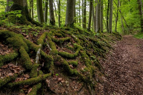 Tree roots, forest path, Wiesensteig, Swabian Alb, Baden-Württemberg, Germany, Europe