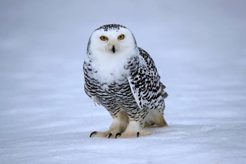 Snowy owl (Nyctea scandiaca), snowy owl, adult, alert, in the snow, foraging, in winter, Bohemian
